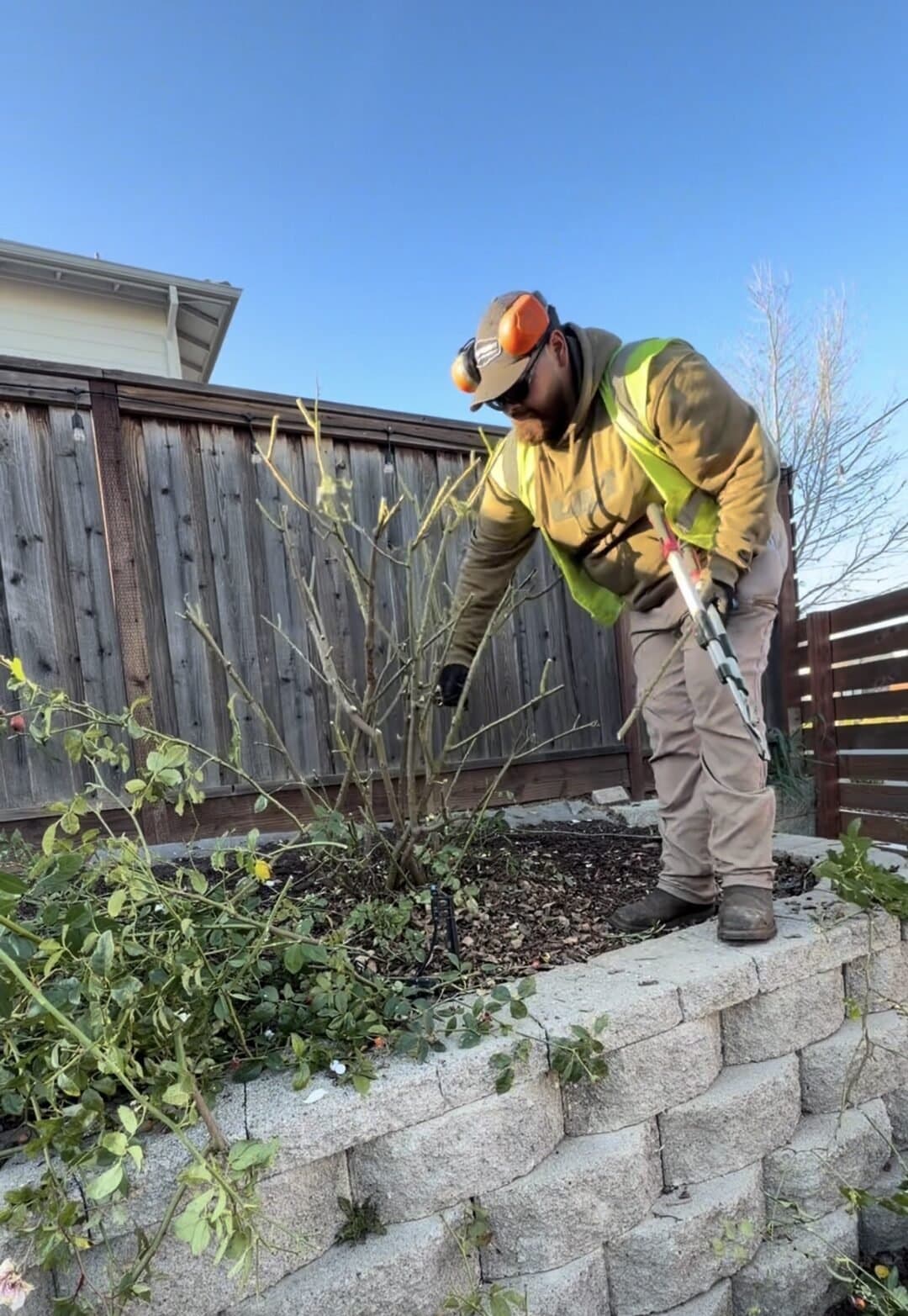 Winter pruning of rose bushes during seasonal property cleanup in Napa CA